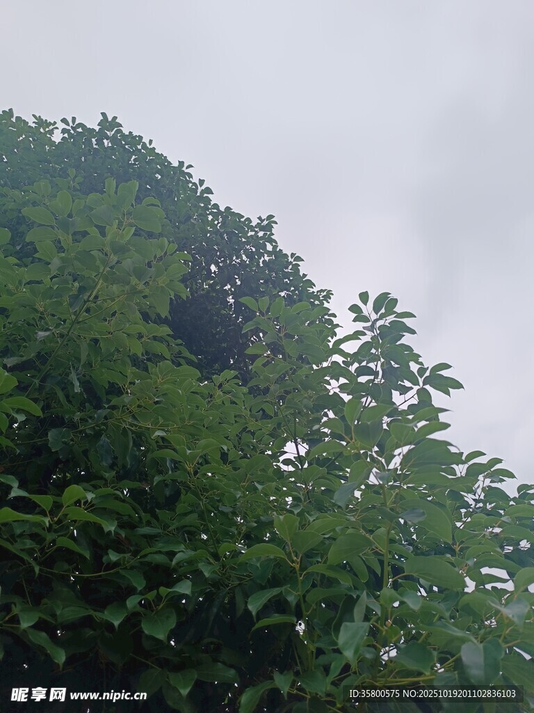 茂密绿树 