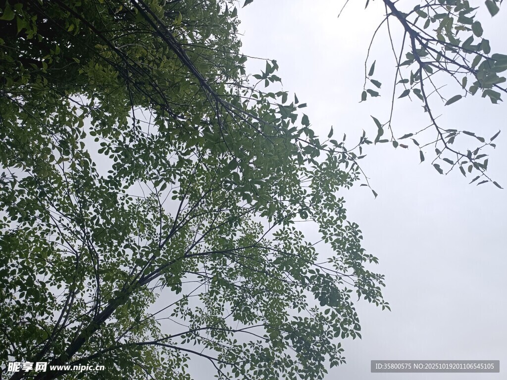 仰视绿树与朦胧天空