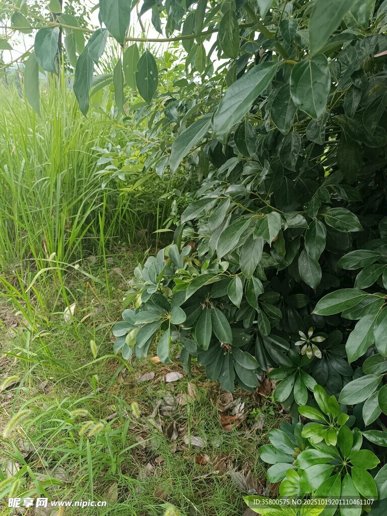 野外绿植景观