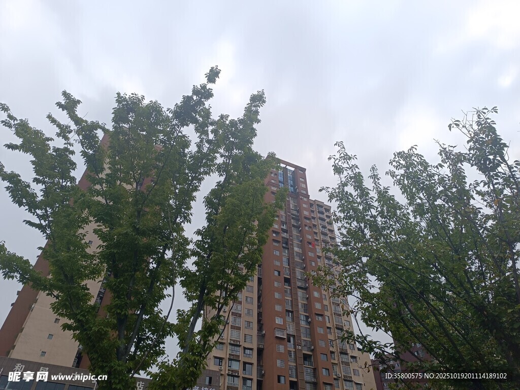 高楼旁的绿树景观