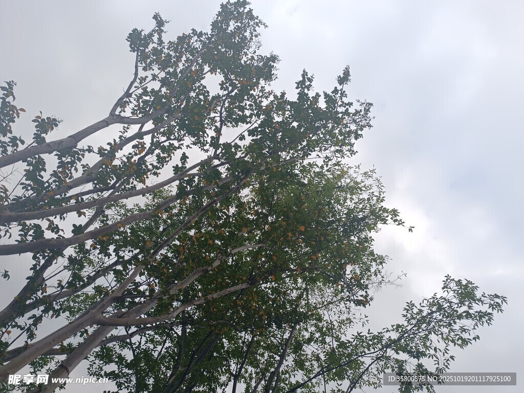 仰视下的繁茂树木枝叶
