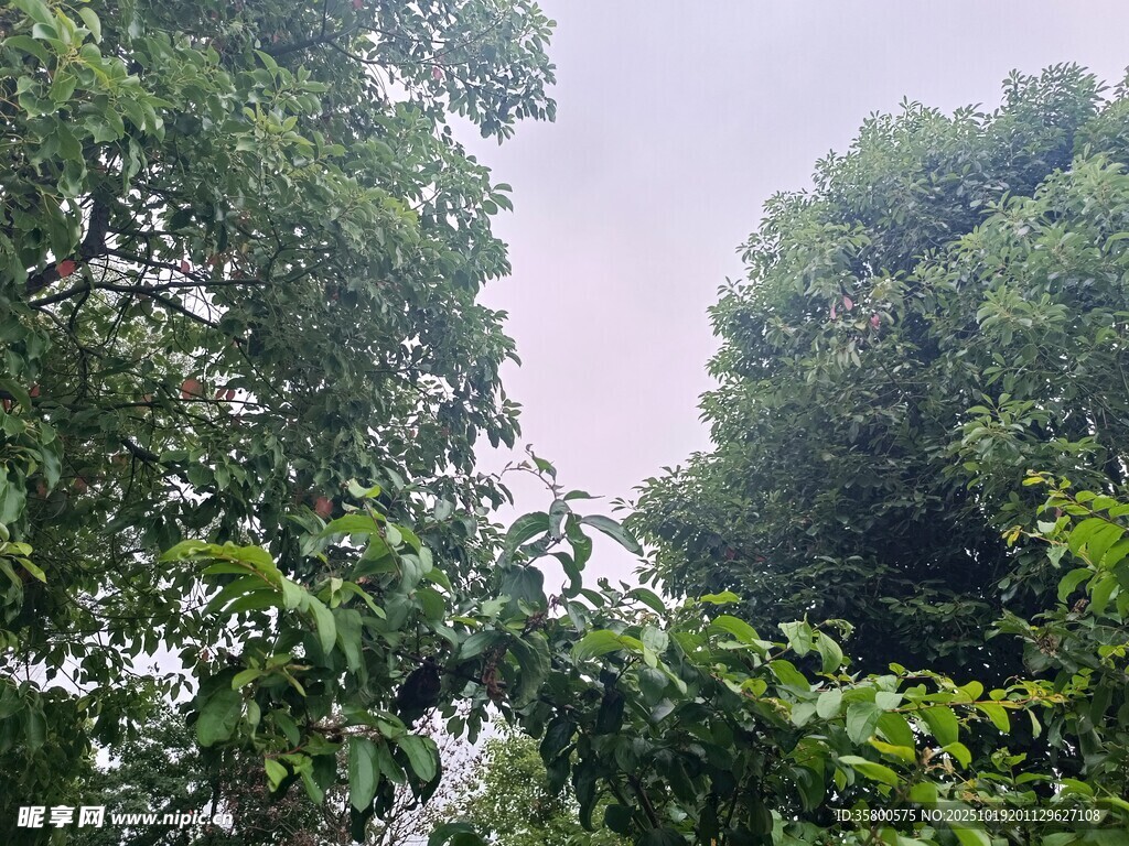 繁茂树林中的绿意景致