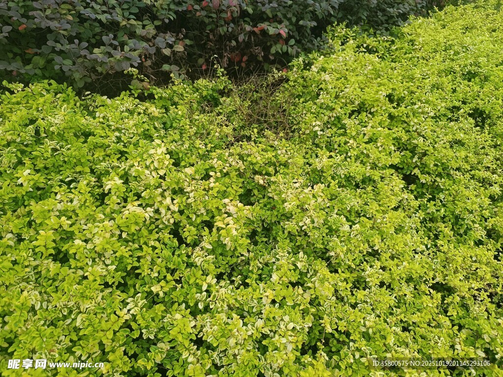 翠绿繁茂的植物景观