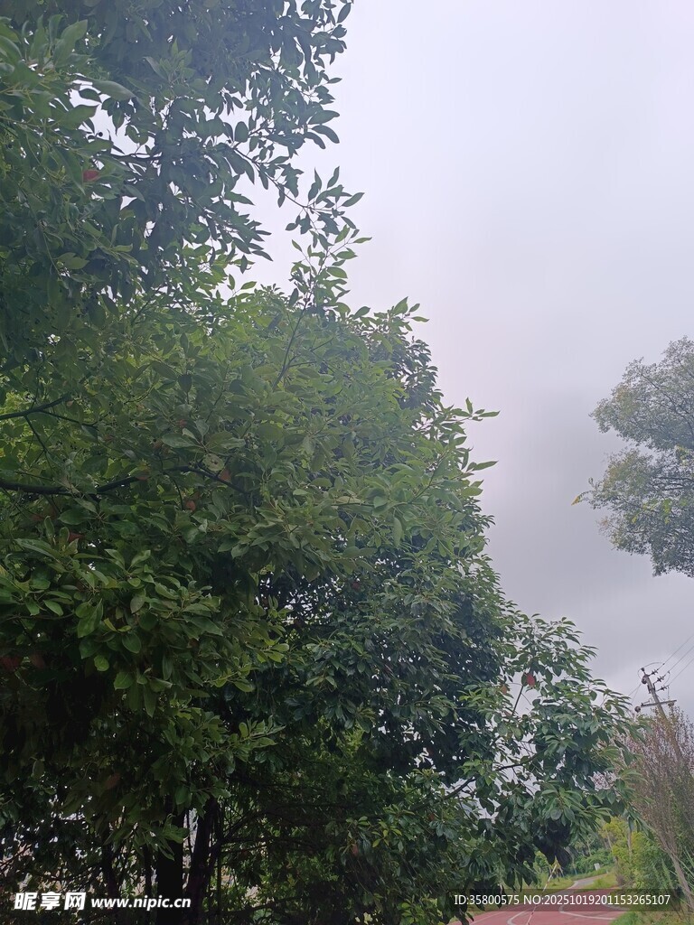 雾中葱郁树木