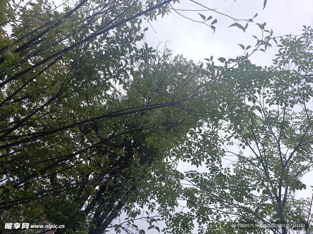 茂密竹林绿意盎然