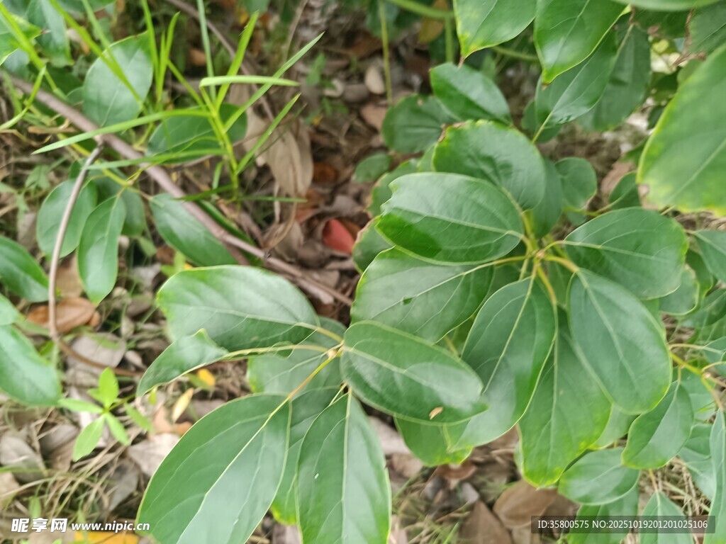 绿叶植物特写