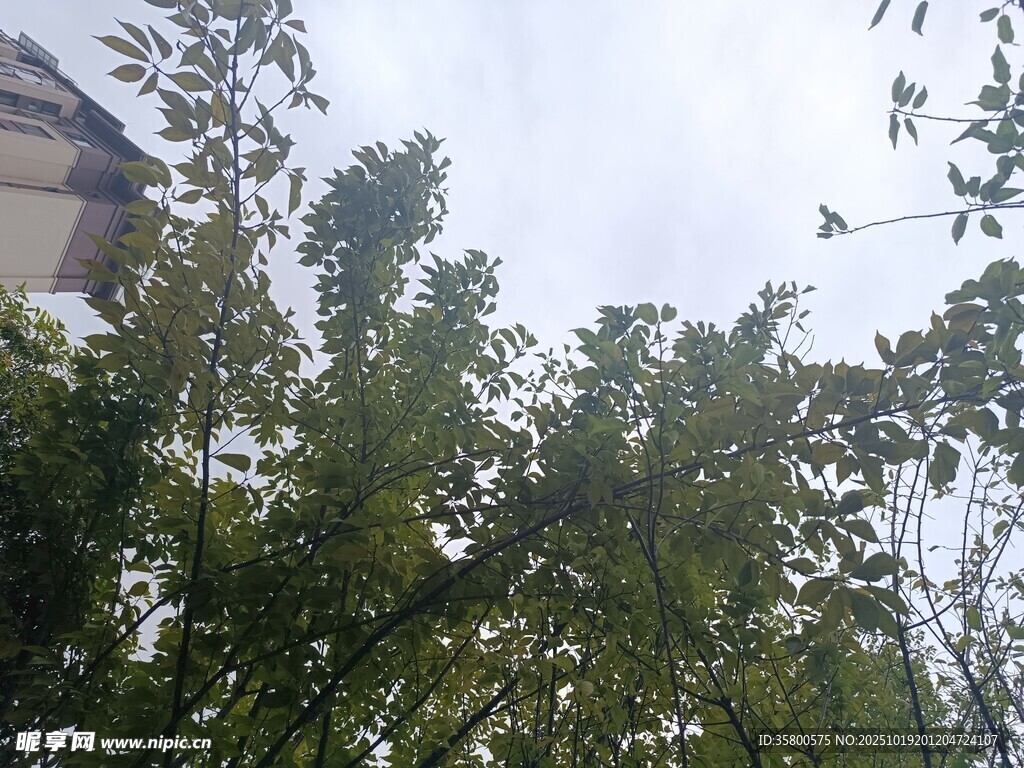 仰视繁茂绿树与天空