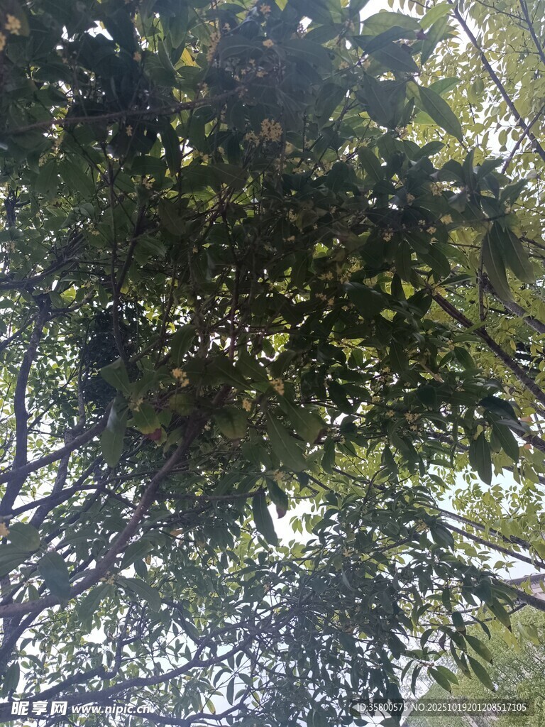 仰视茂密树冠景象