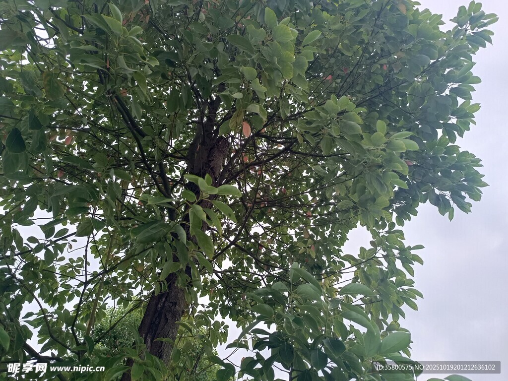 高大葱郁的绿树