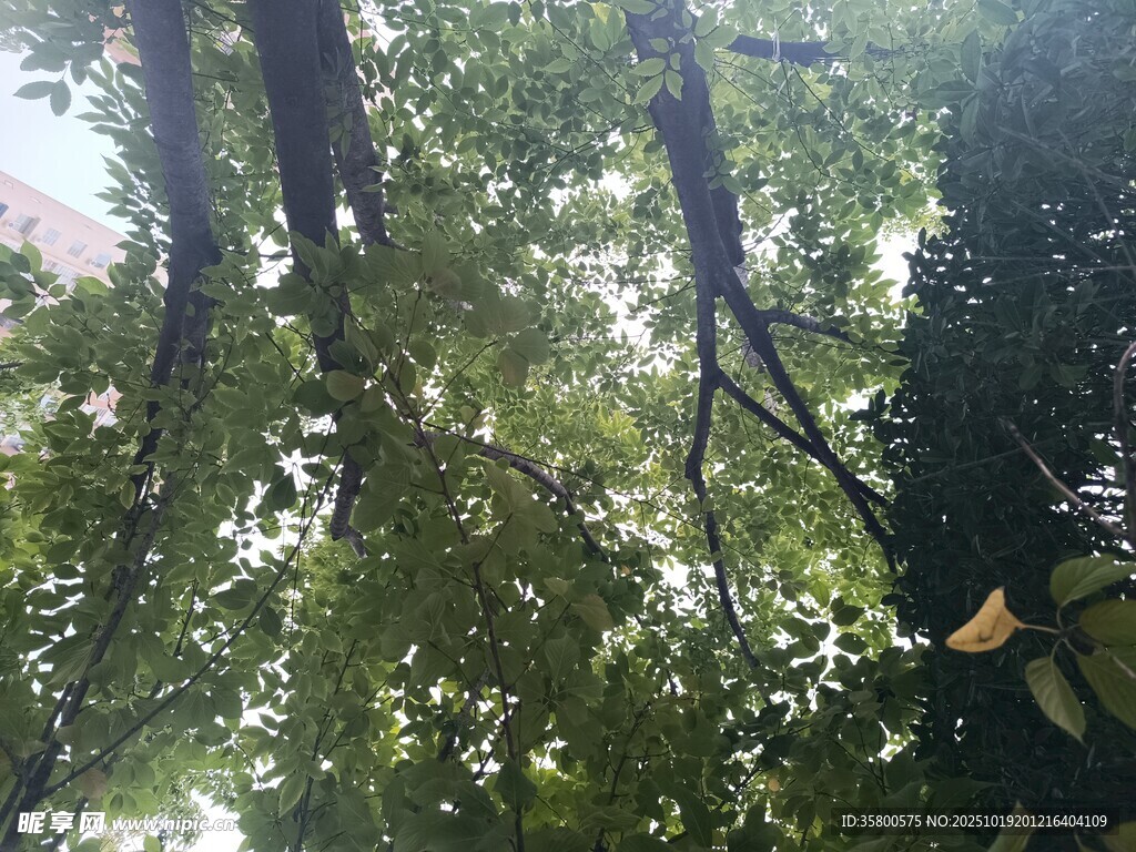 透过枝叶看天空