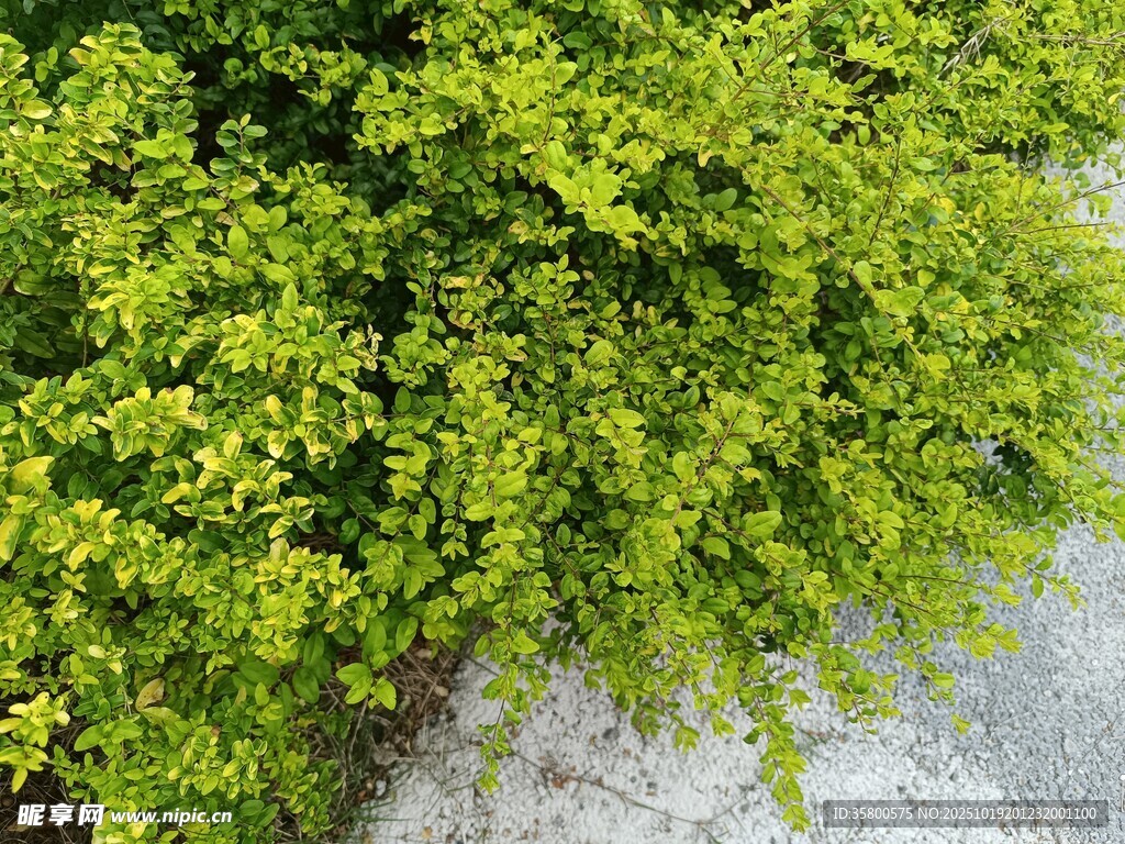 翠绿繁茂的灌木植物