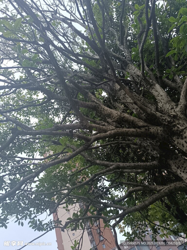 古老大树的繁茂枝干