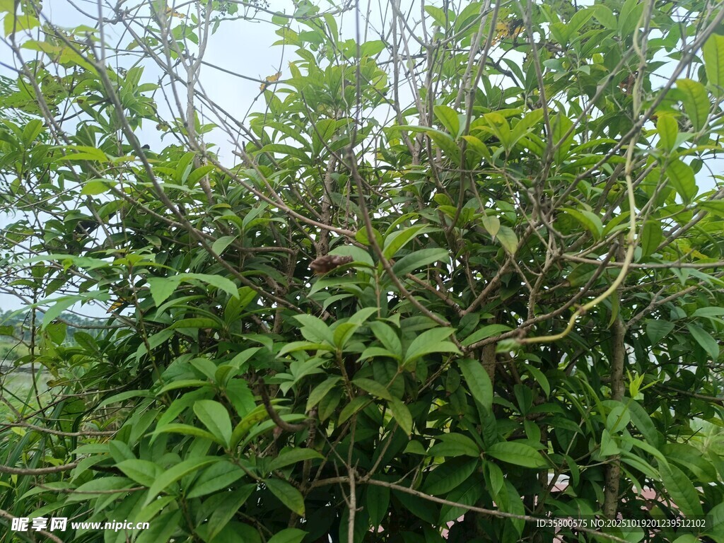 繁茂绿植景观
