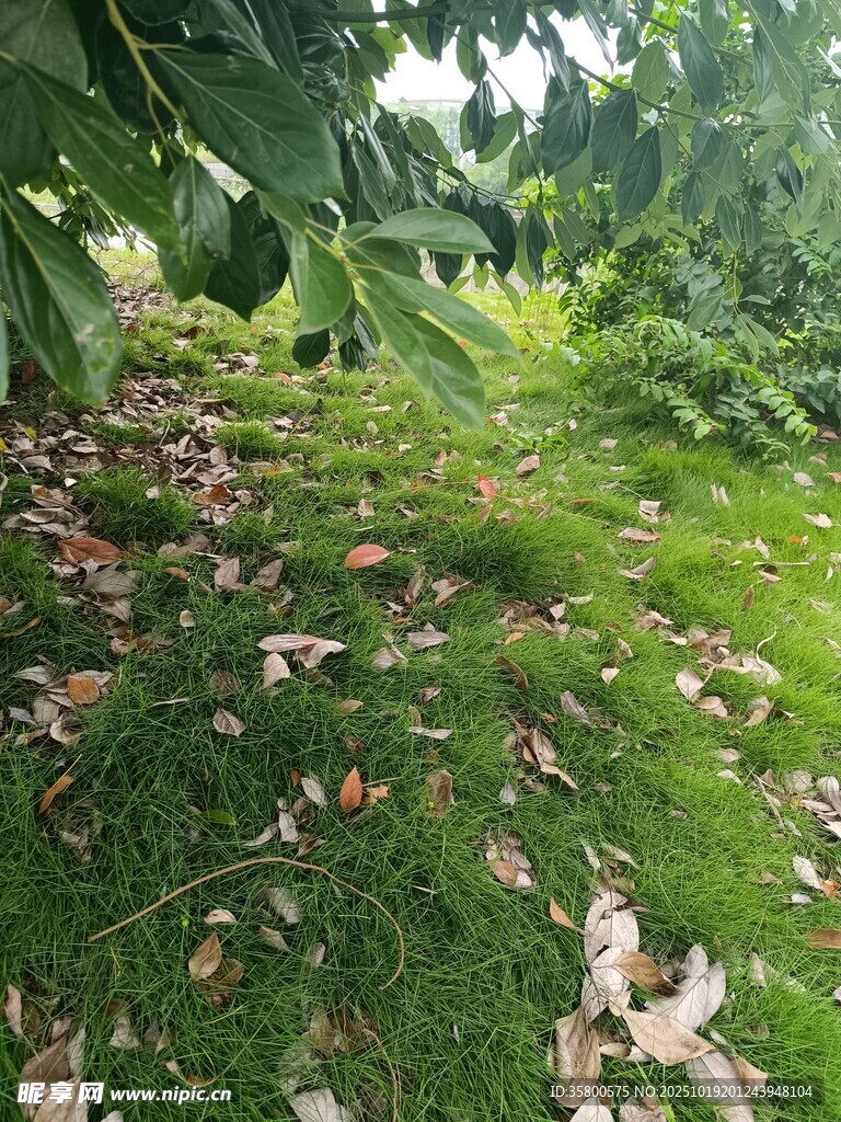 林间草地落叶景致