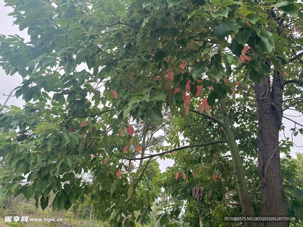 绿树间的红色植物景观