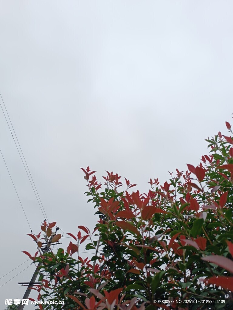雾中红叶绿枝