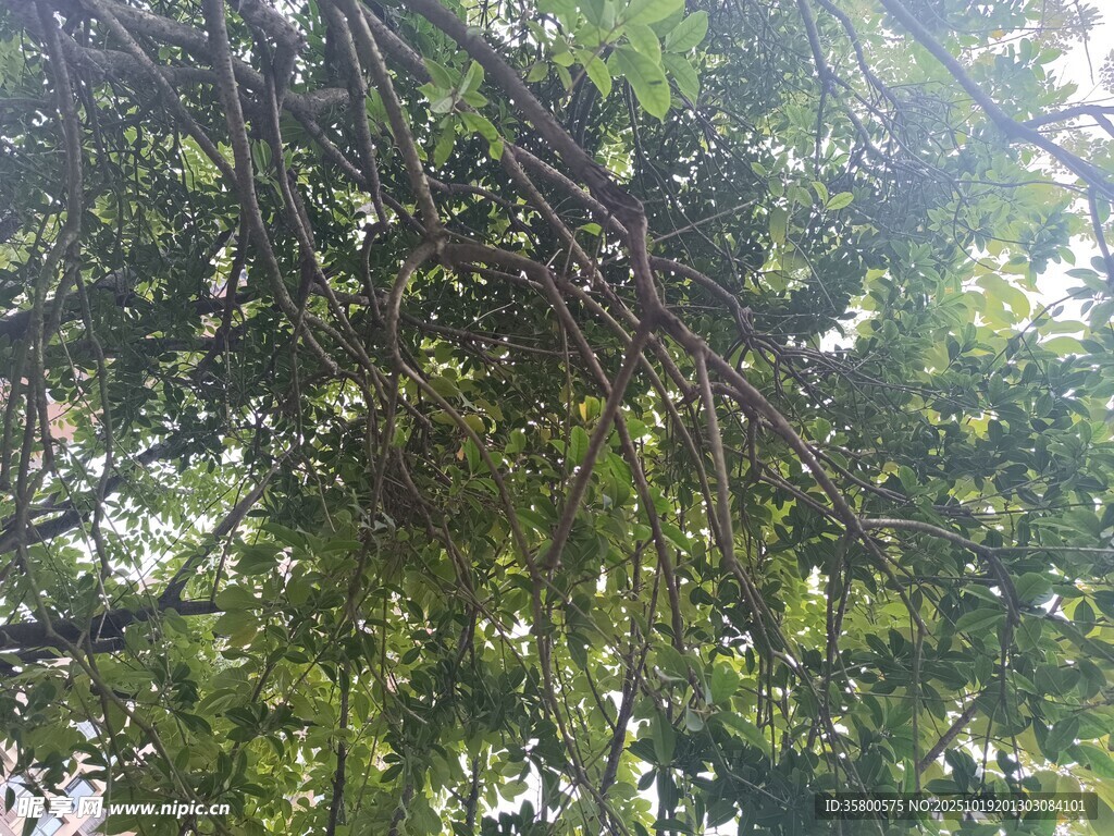 繁茂枝叶下的绿意世界