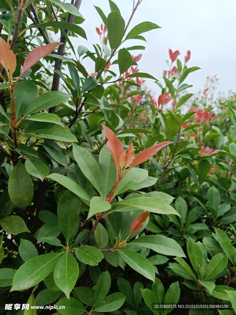 绿叶红花的繁茂植物