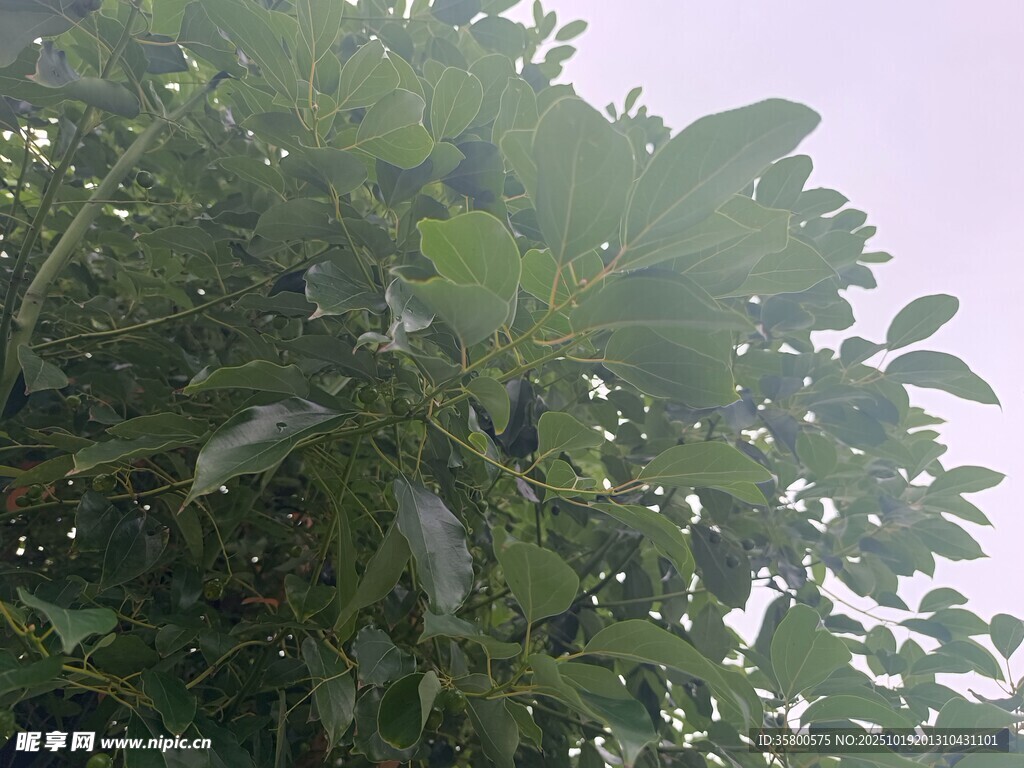 繁茂绿叶的生机景象