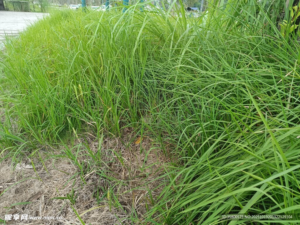 路边茂盛的绿色草丛