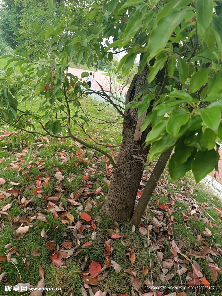 树下落叶与葱郁绿植景象