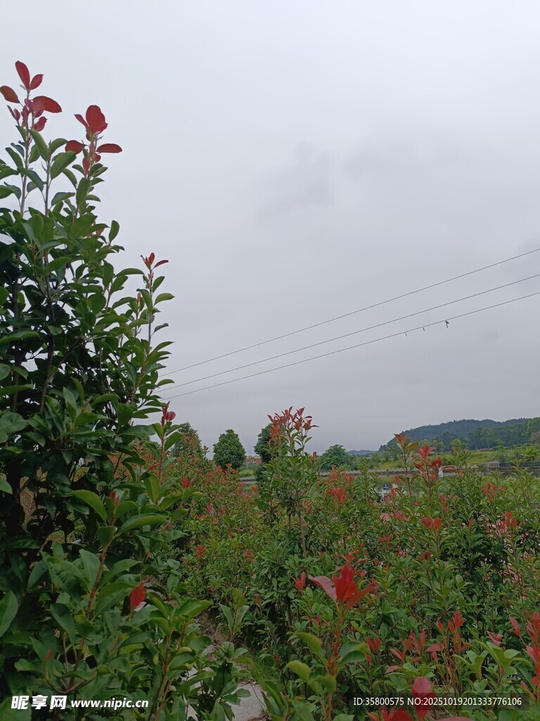 山间繁茂绿植与艳丽花朵