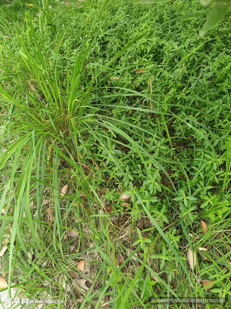 茂密绿植景观
