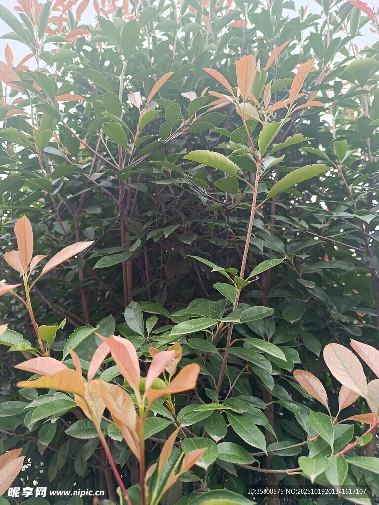 绿叶红梢的繁茂植物