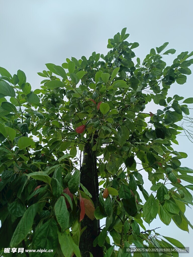 绿叶繁茂的高大树木