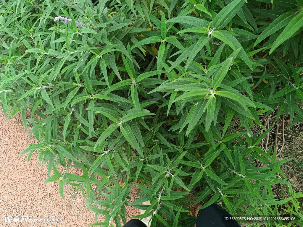 茂密绿植近景