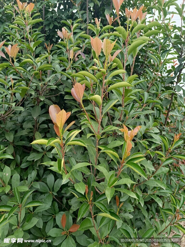 绿叶间的橙红新叶