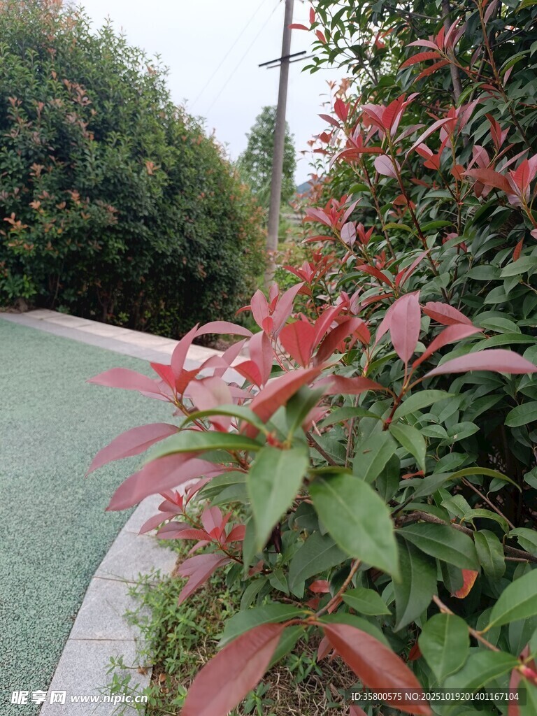 路边鲜艳的红叶植物