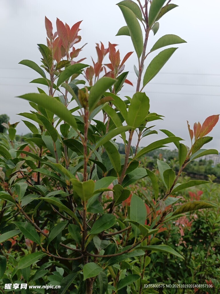 绿叶红梢的繁茂植物