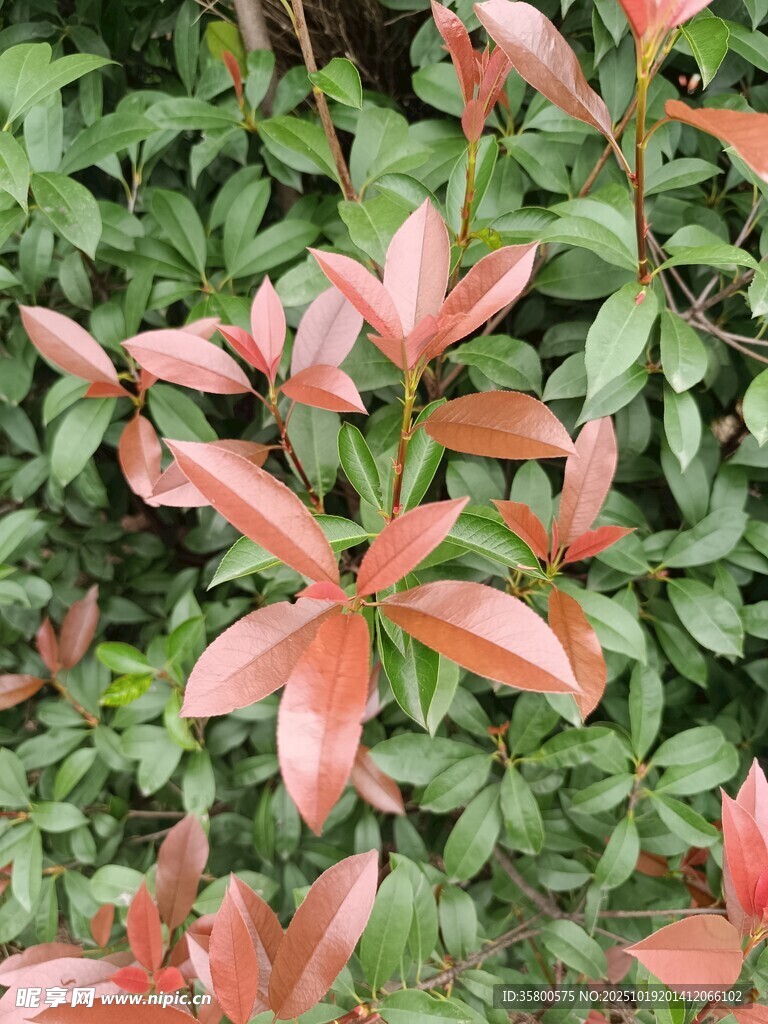 红叶植物特写