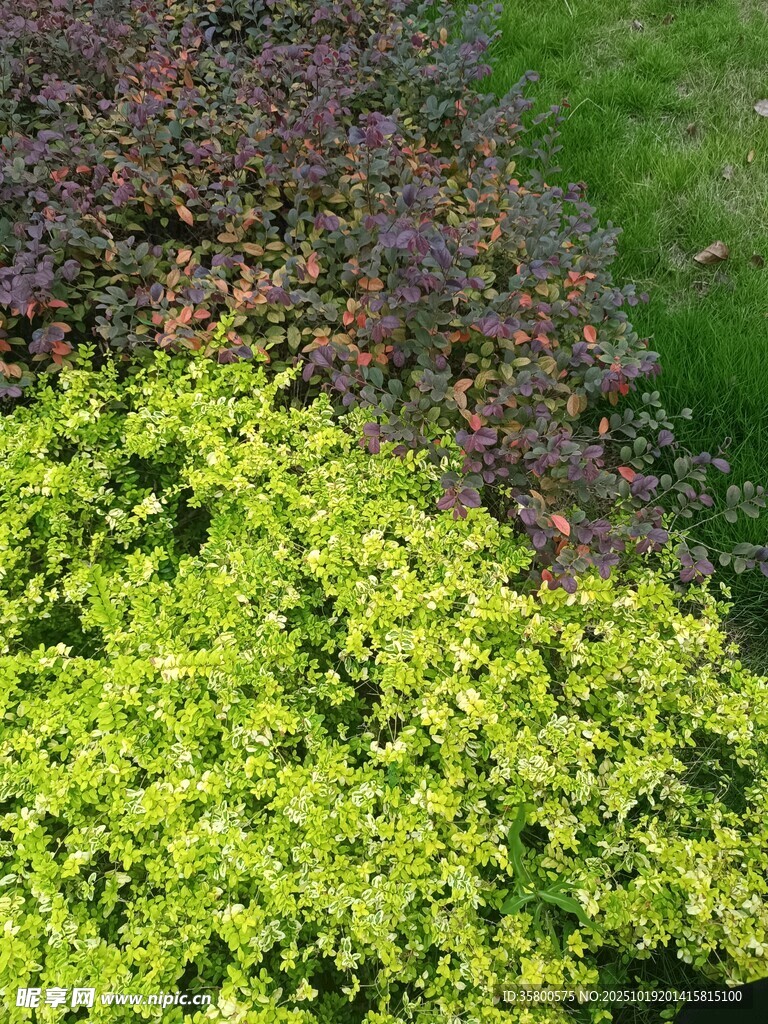 多彩绿植景观