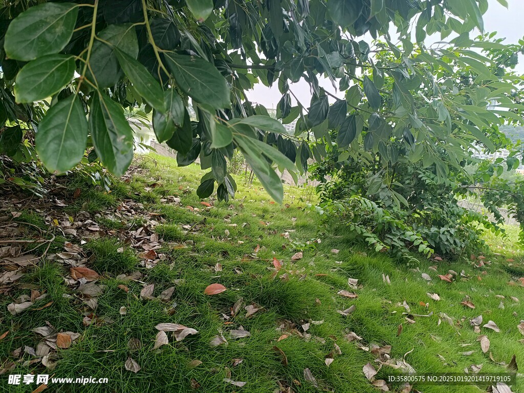 绿意盎然的山林景象