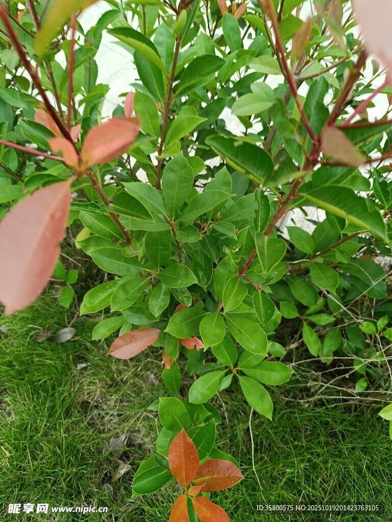 绿叶间的多彩植物