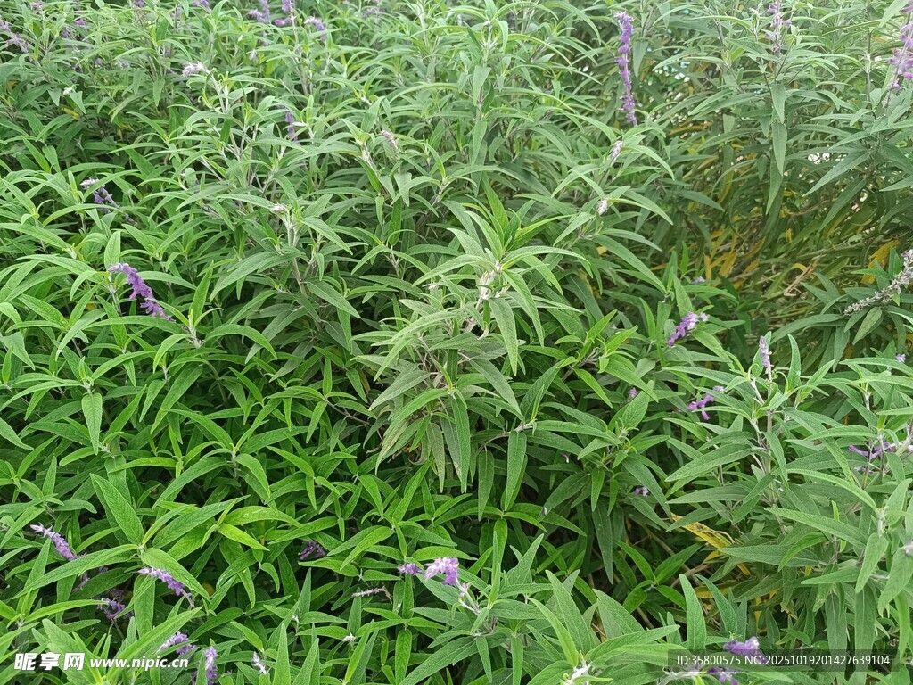繁茂绿植间的紫色小花
