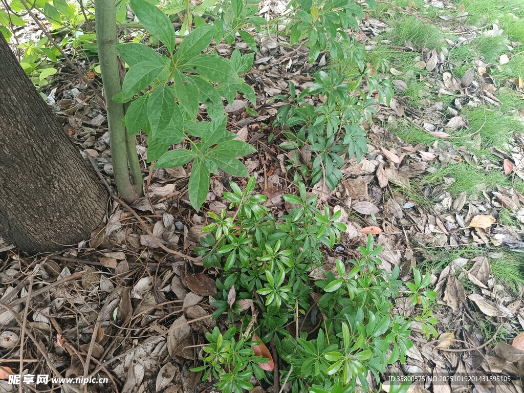 林间地面的绿植与落叶