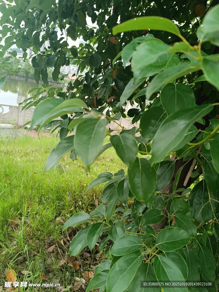 绿叶间的白色花朵