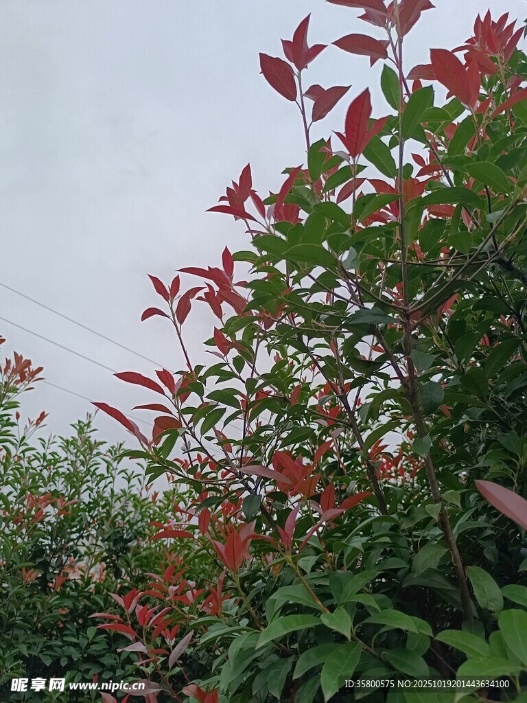 红绿叶植物景致