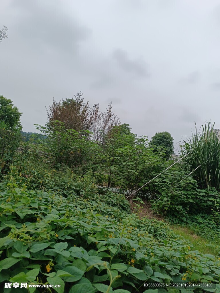 云雾中的葱郁植被景观