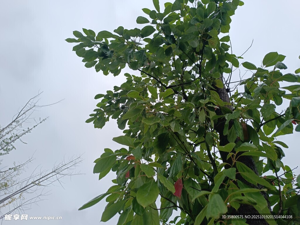 绿叶繁茂的树木