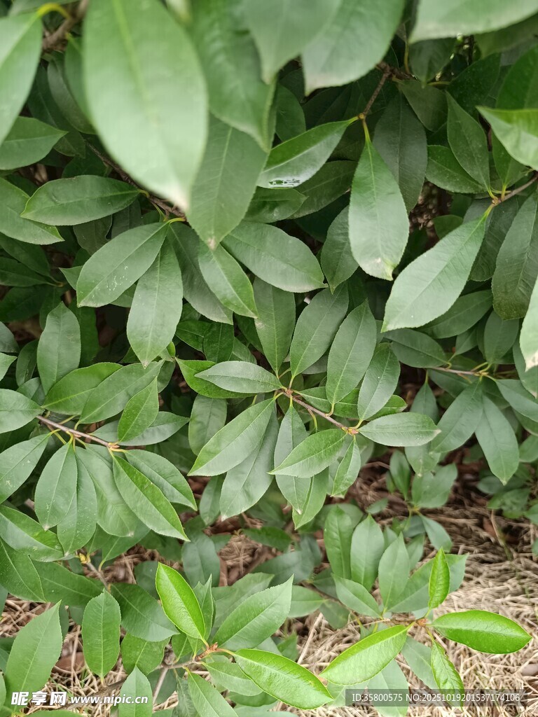 绿叶丛生的清新植物景观