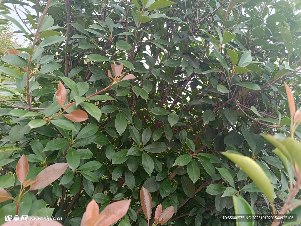 绿叶红梢的繁茂植物