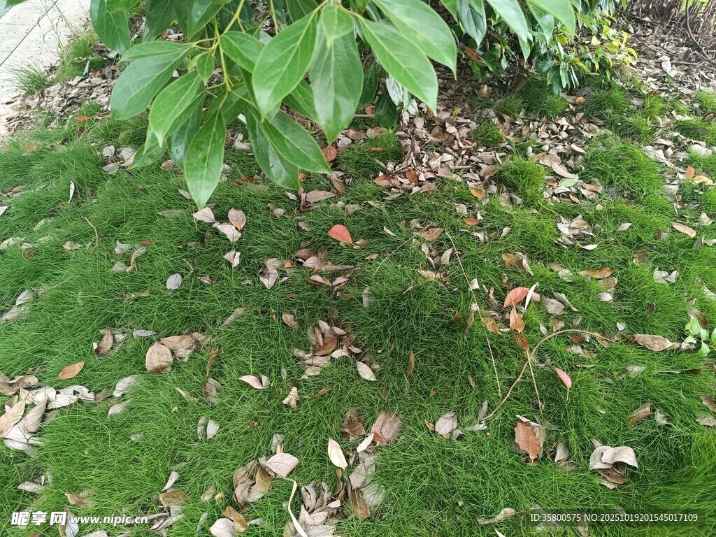 草地散落枯叶与绿叶