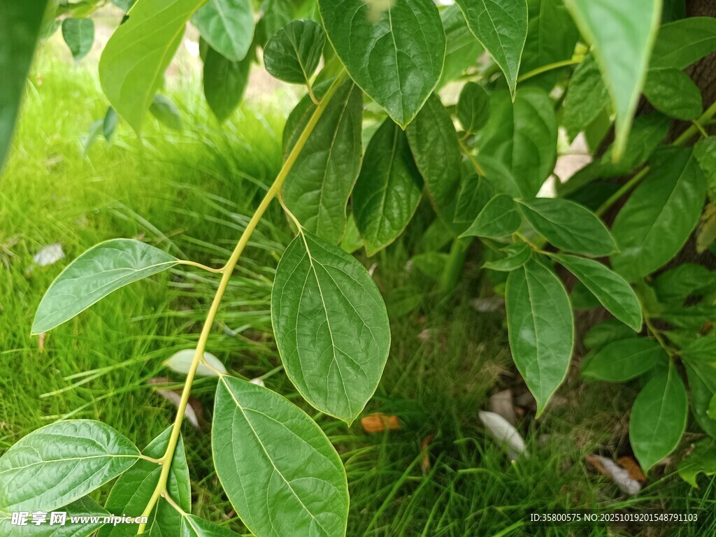 翠绿枝叶 