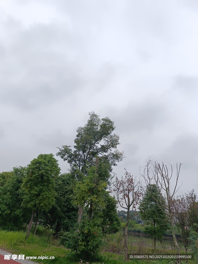 阴天的路边绿树景观