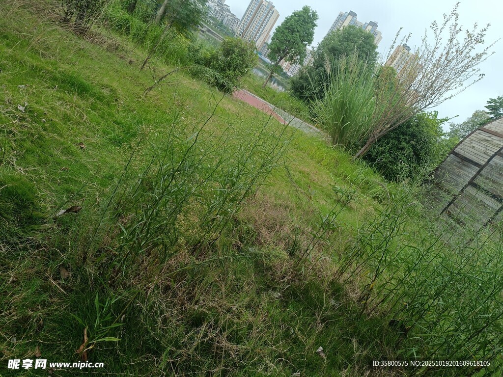 野外草地风景