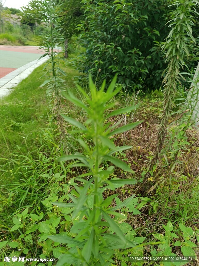 路边繁茂的绿色植物